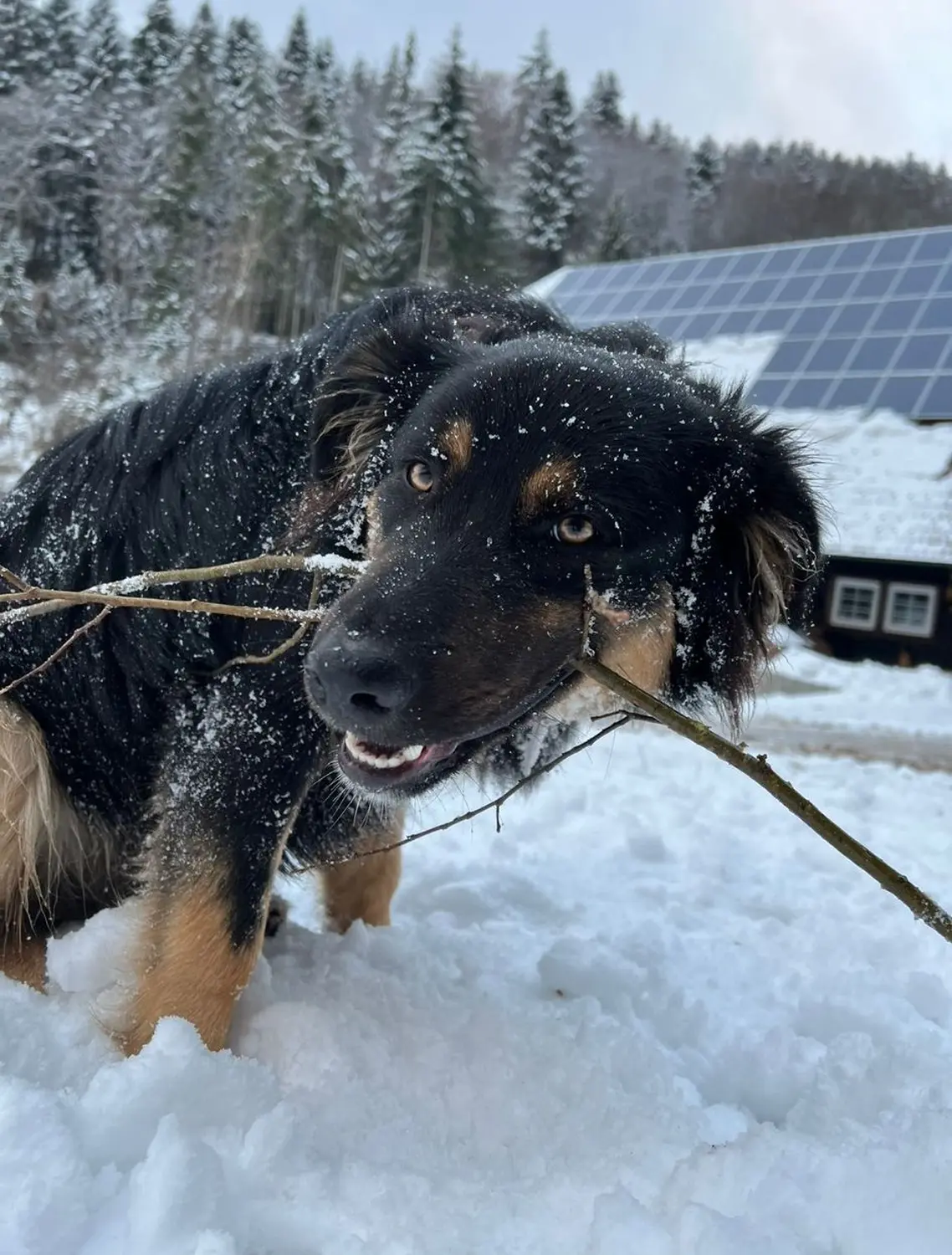 Hermeshof - Bauernhof Hund