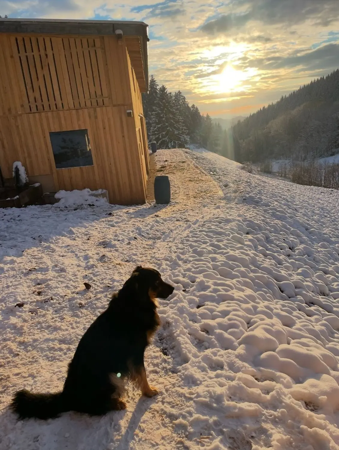 Hermeshof - ein Hund in der Pferdepension
