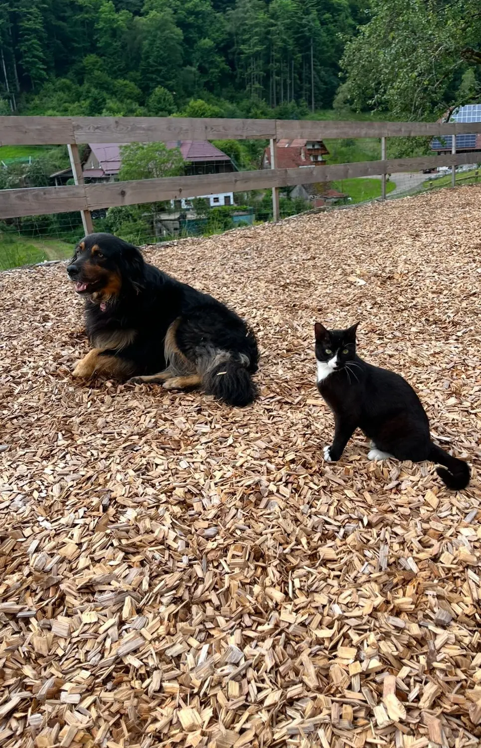 Hermeshof - ein Hund und eine Katze