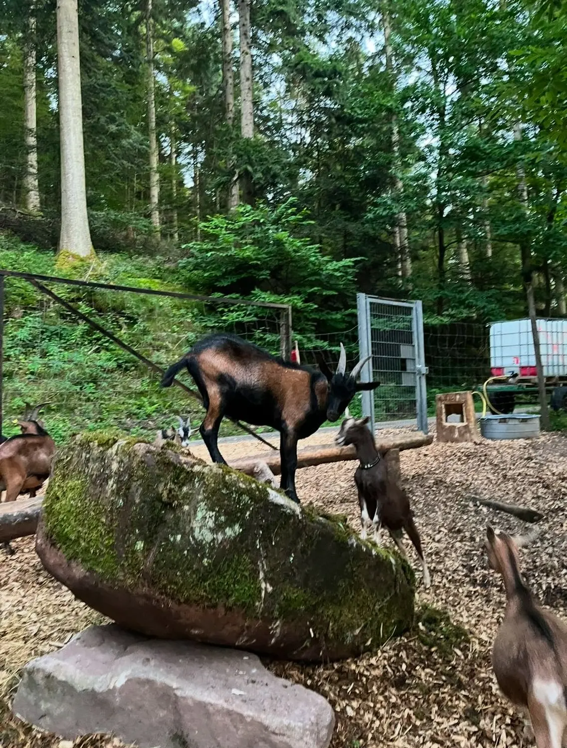 Hermeshof - Ziegen