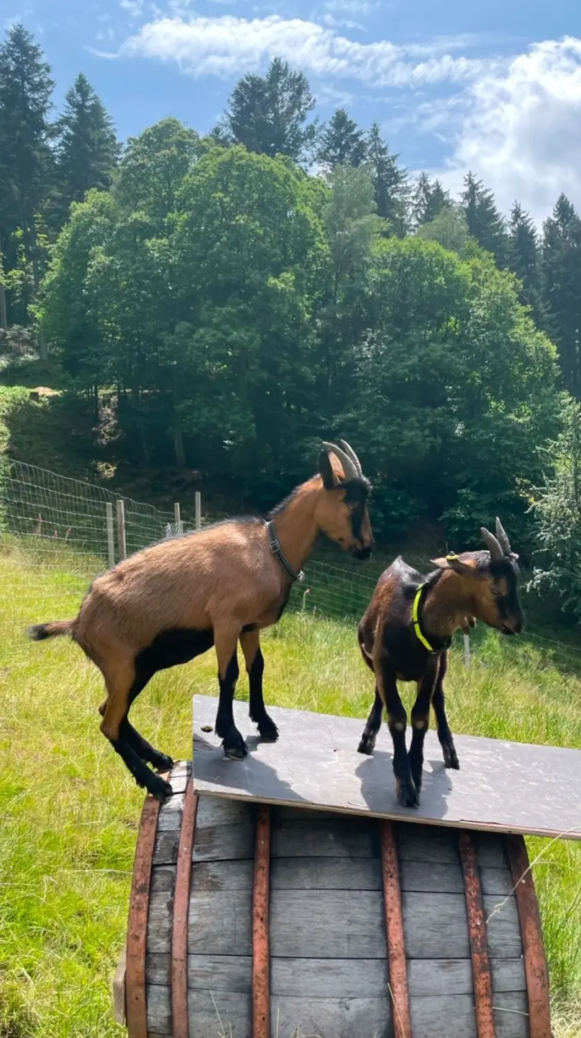 Hermeshof - Ziegen