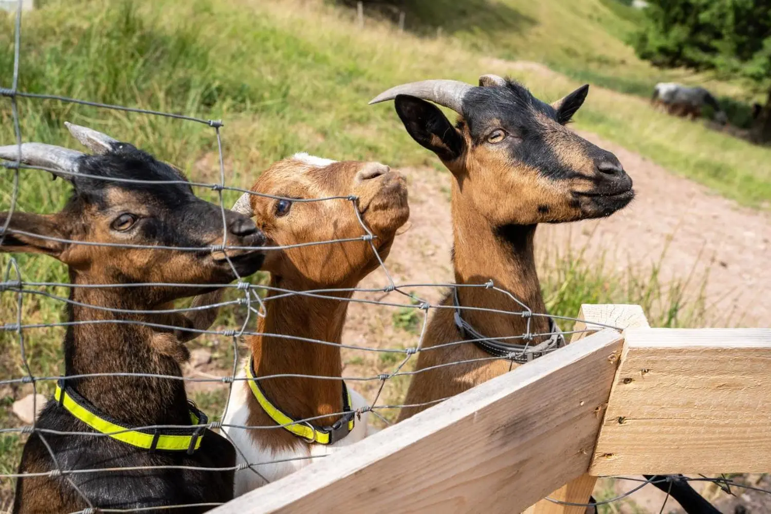 Hermeshof - Tiere im Außenbereich