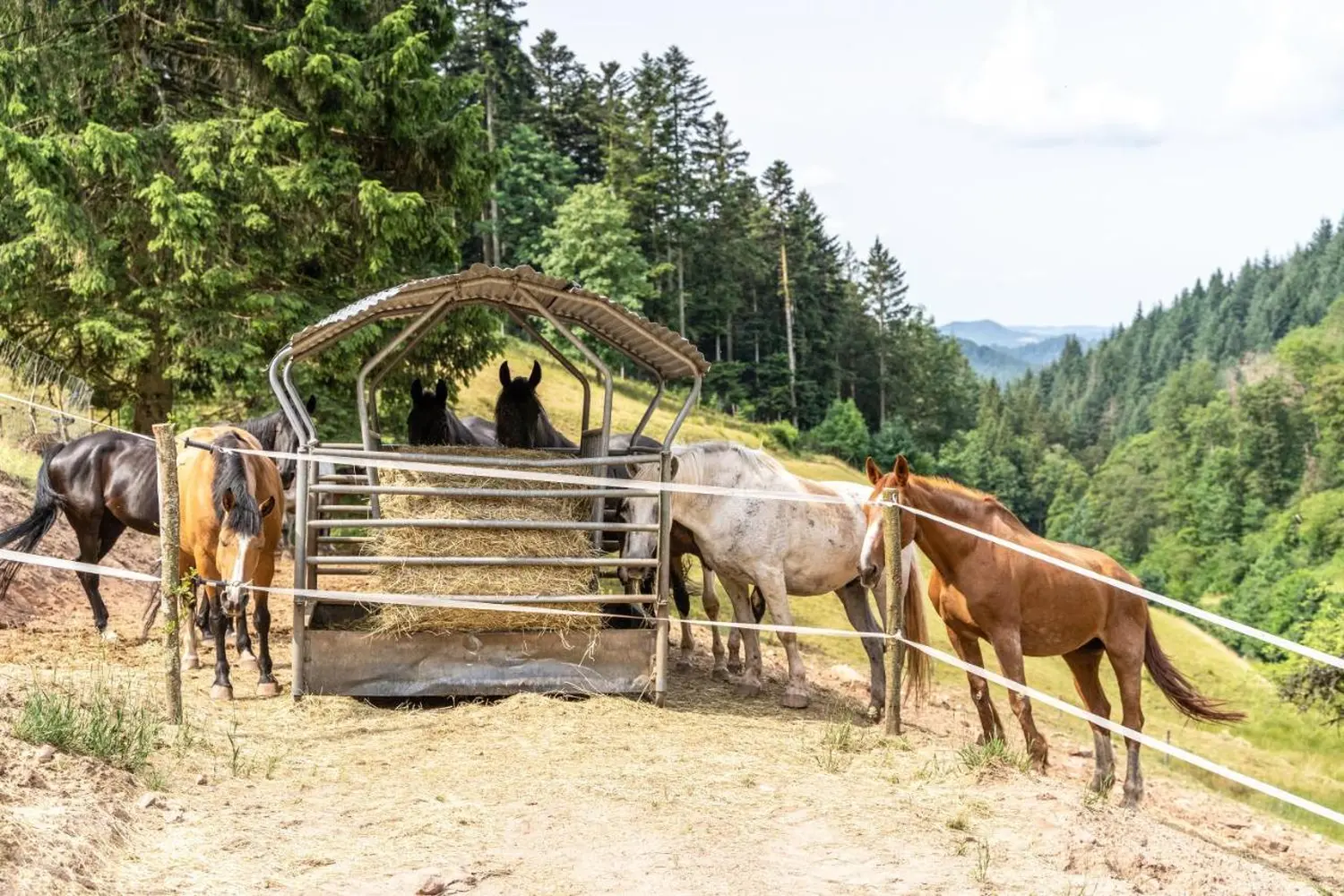 Hermeshof - Tiere im Außenbereich
