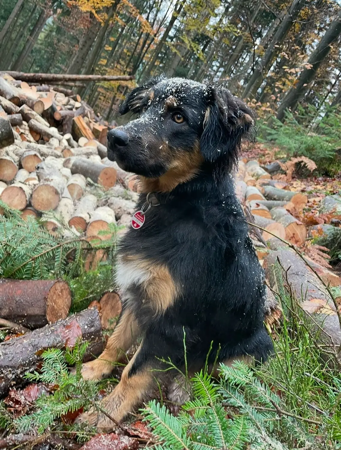 Hermeshof - ein Hund
