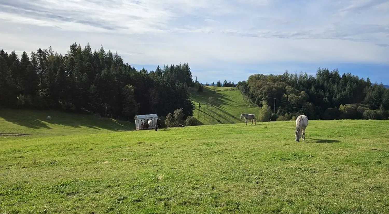 Hermeshof - Pferdehof