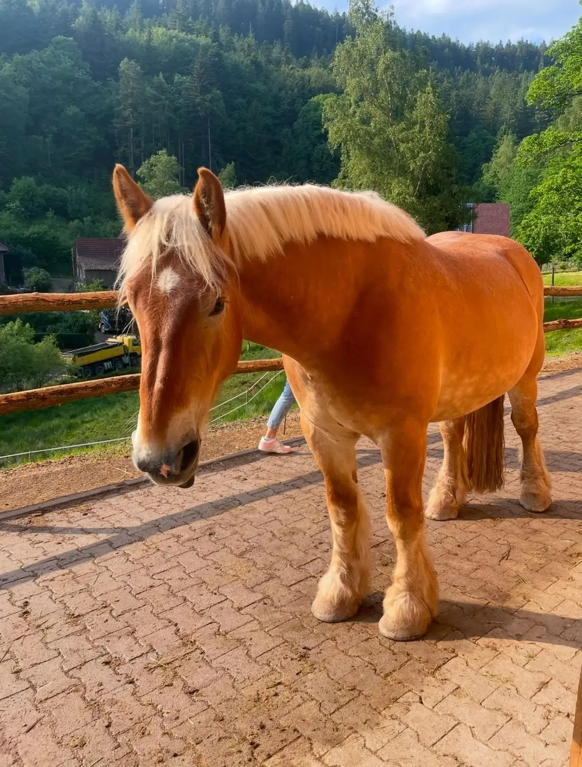 Hermeshof - Pferd