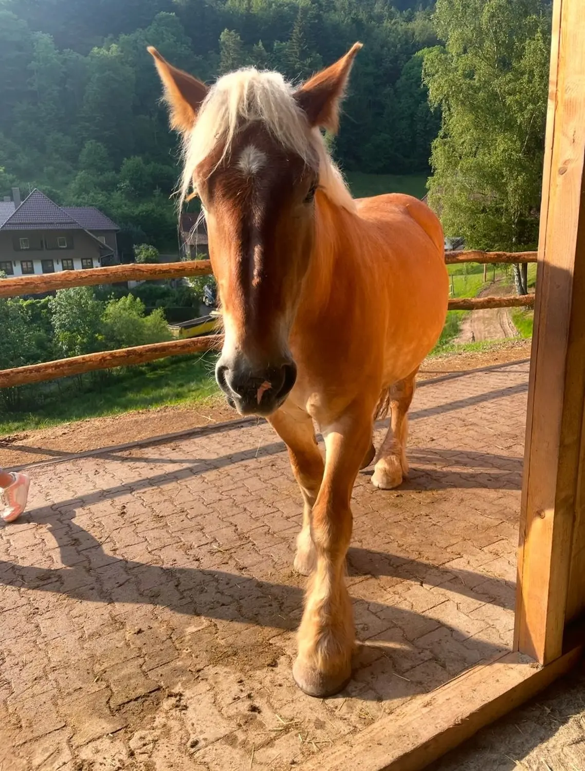 Hermeshof - Pferd