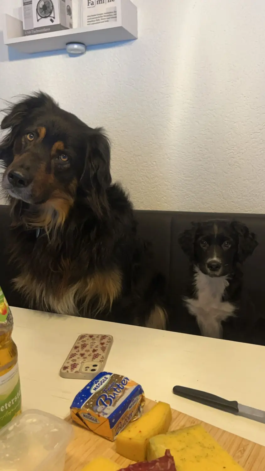 Balu & Diego