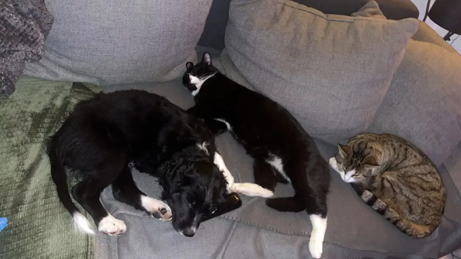 Mila & Simba & Diego